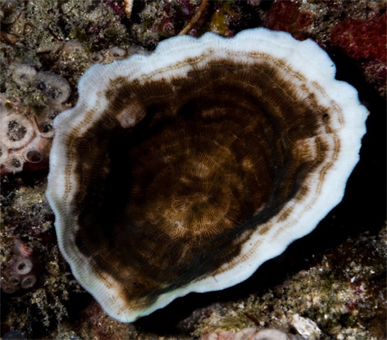 Denise Greco | Ocean asking for help