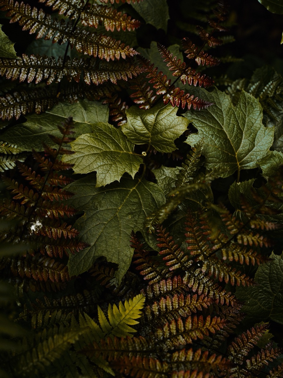 Elmar Krop | Life and Decay