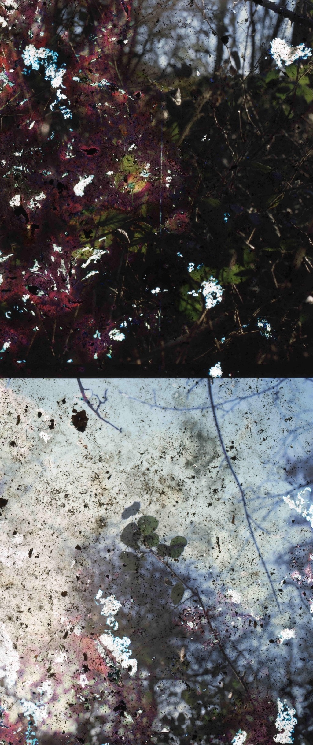 Harriet Rutter | Symbiosis
