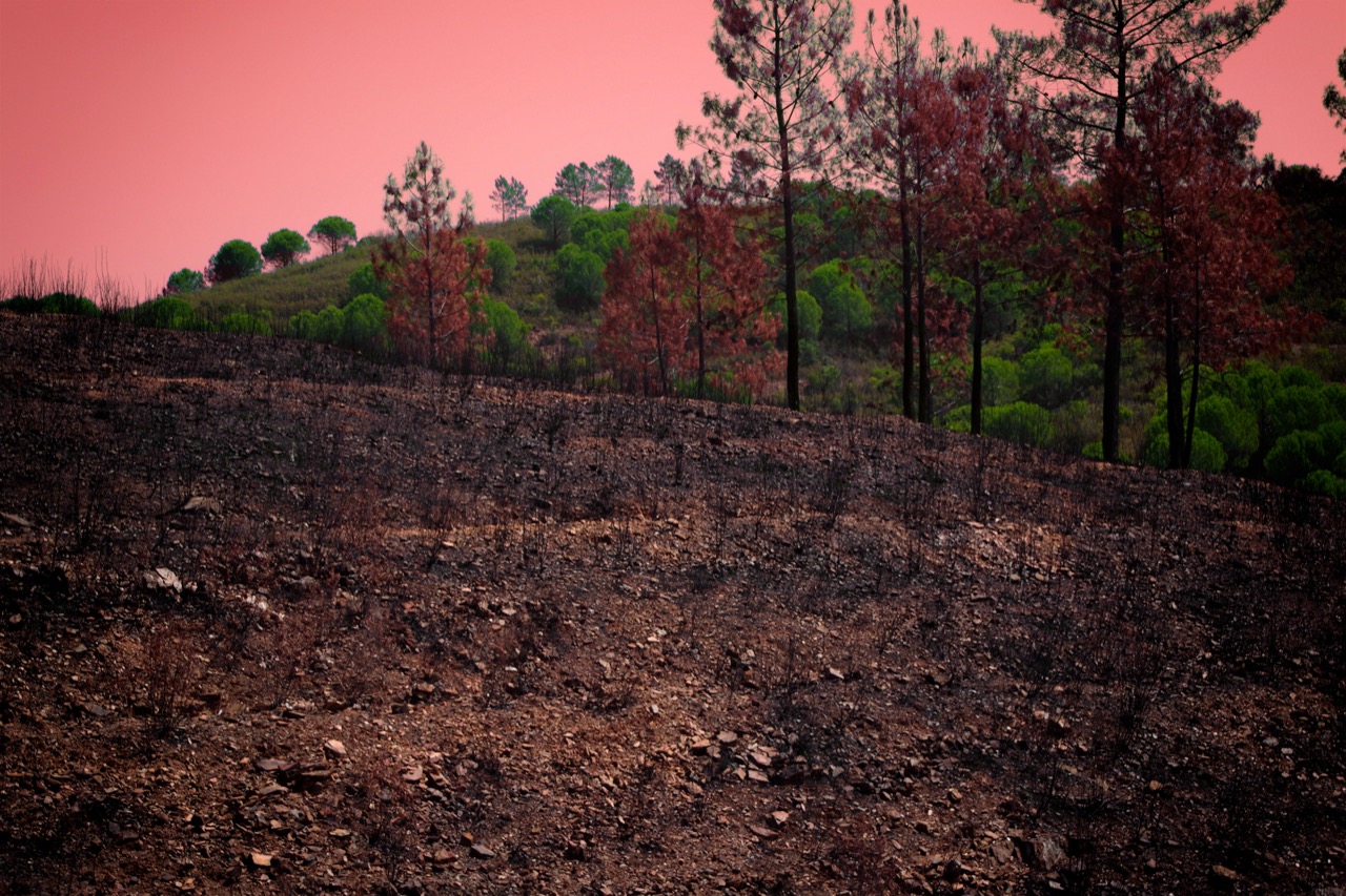 Janet Murphy | Serra de Monchique