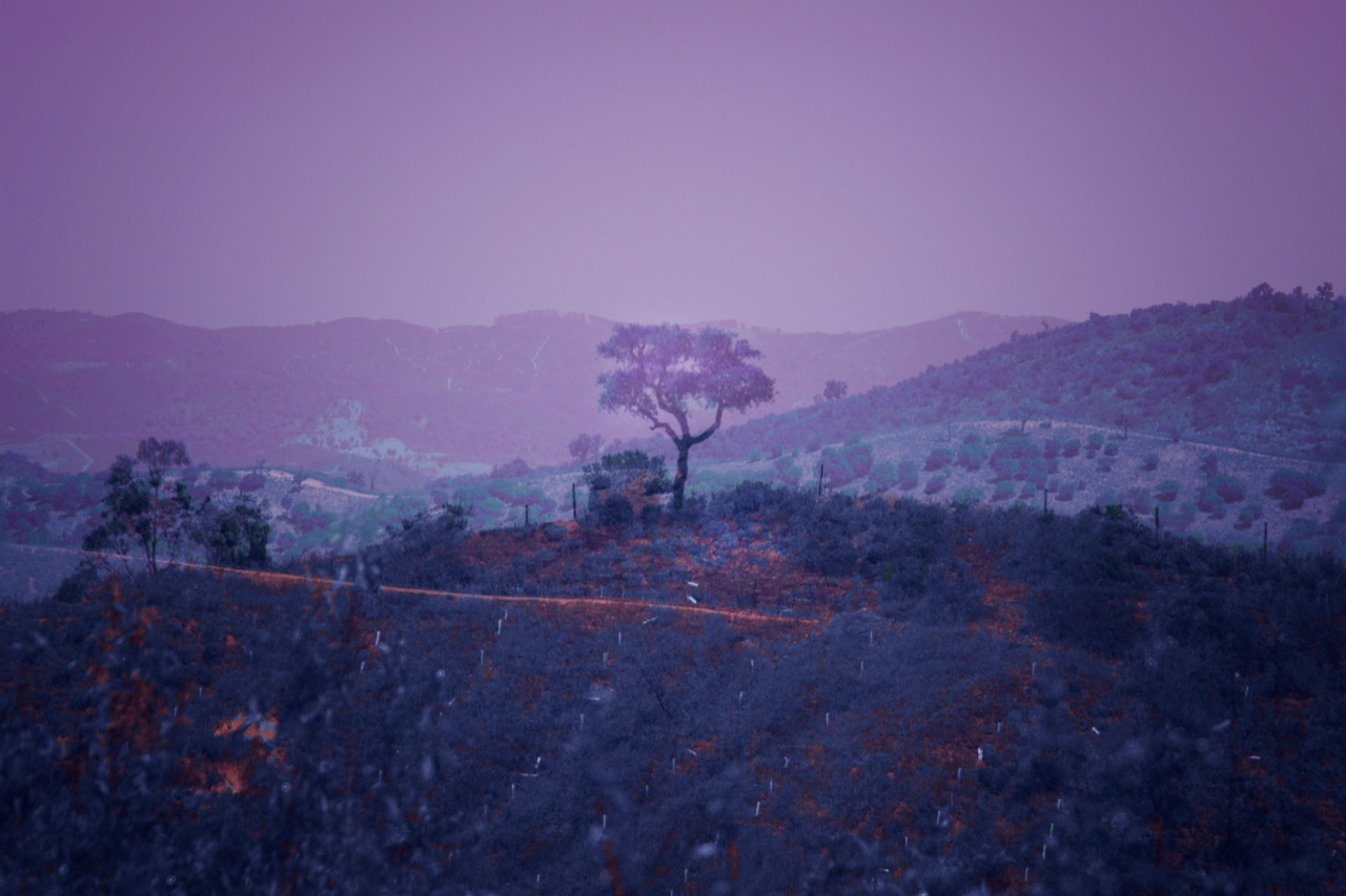 Janet Murphy | Serra de Monchique