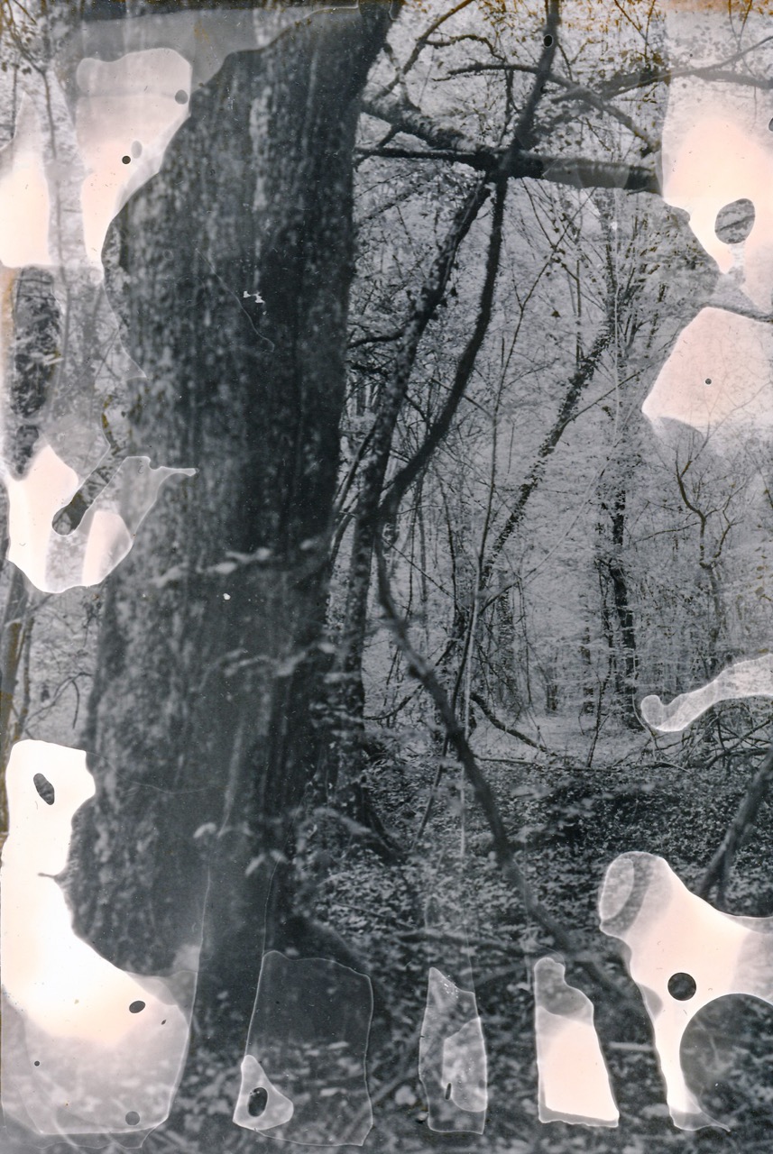 Leonie Gossens | Dunes, no sea
