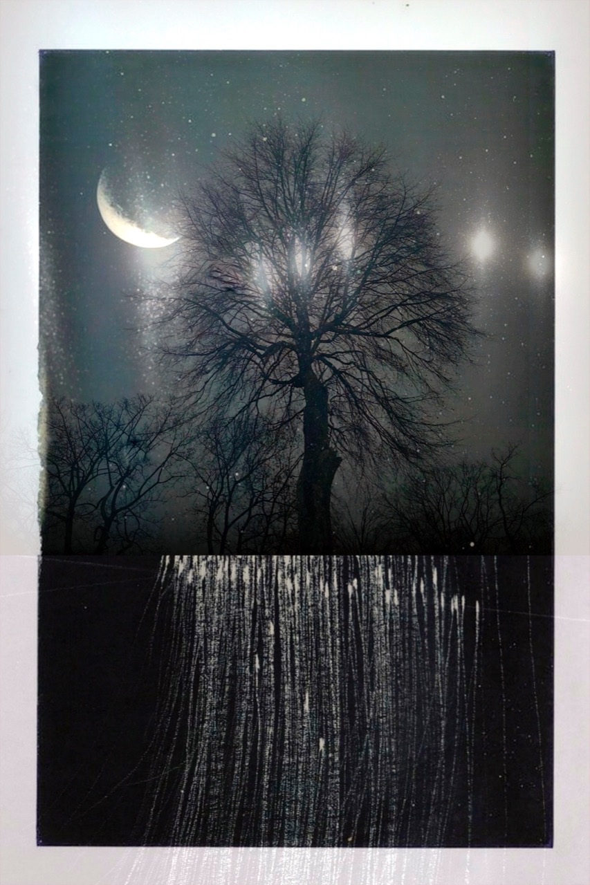 Linda Plaisted | Silent Spring