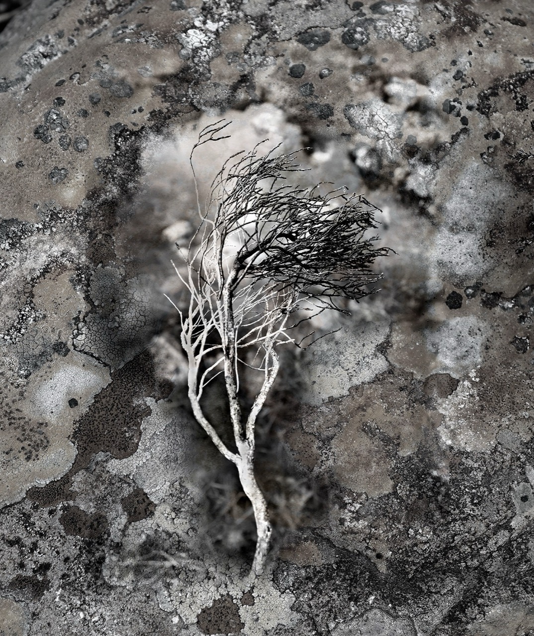Maura Jamieson | Torridon
