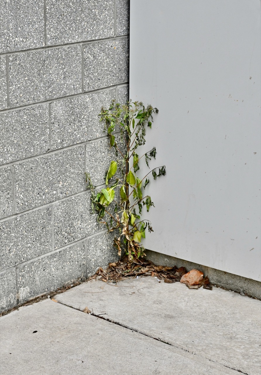 Max Cavitch | Altered Climates