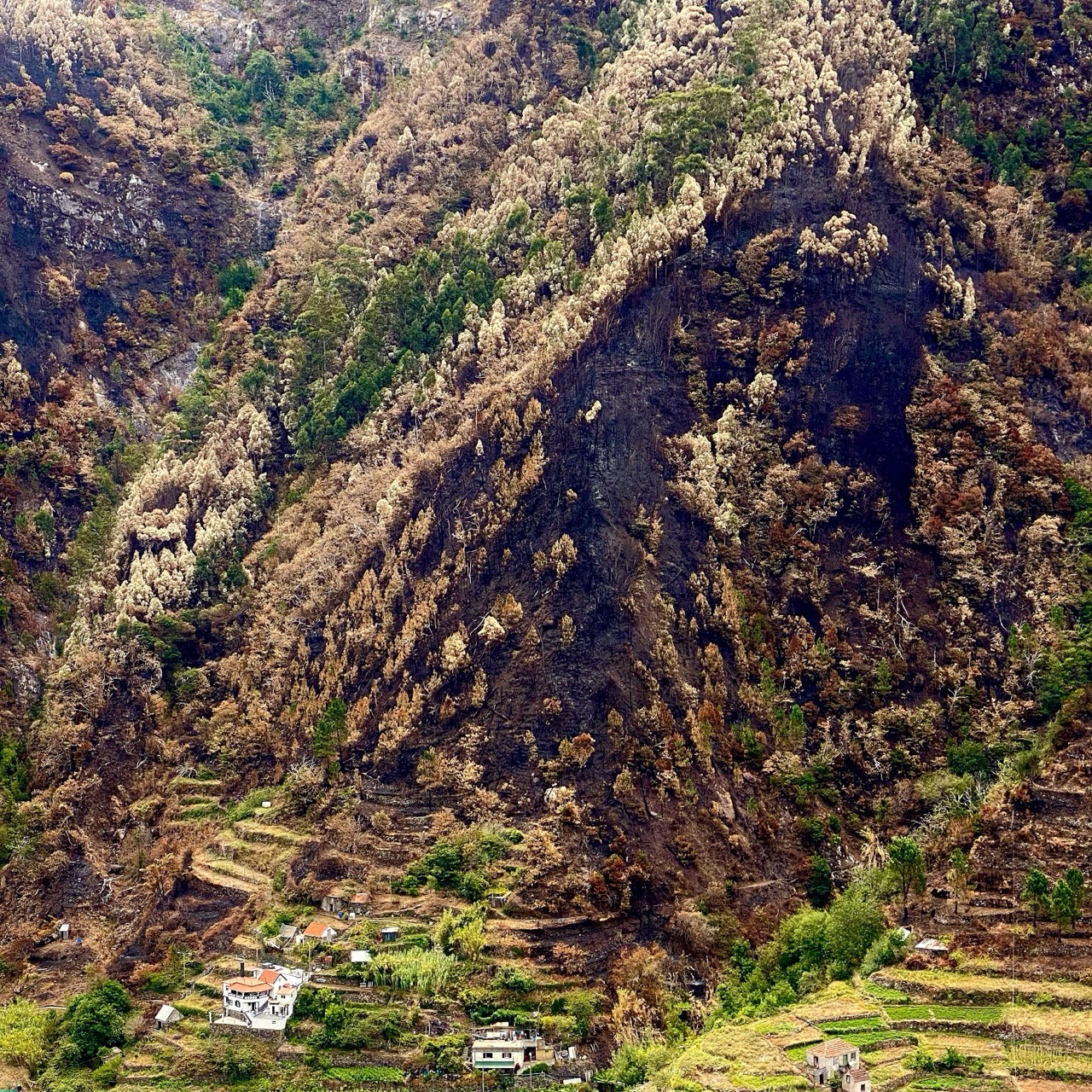 Oliver Heinl | Madeira - Island of eternal spring - After the fire