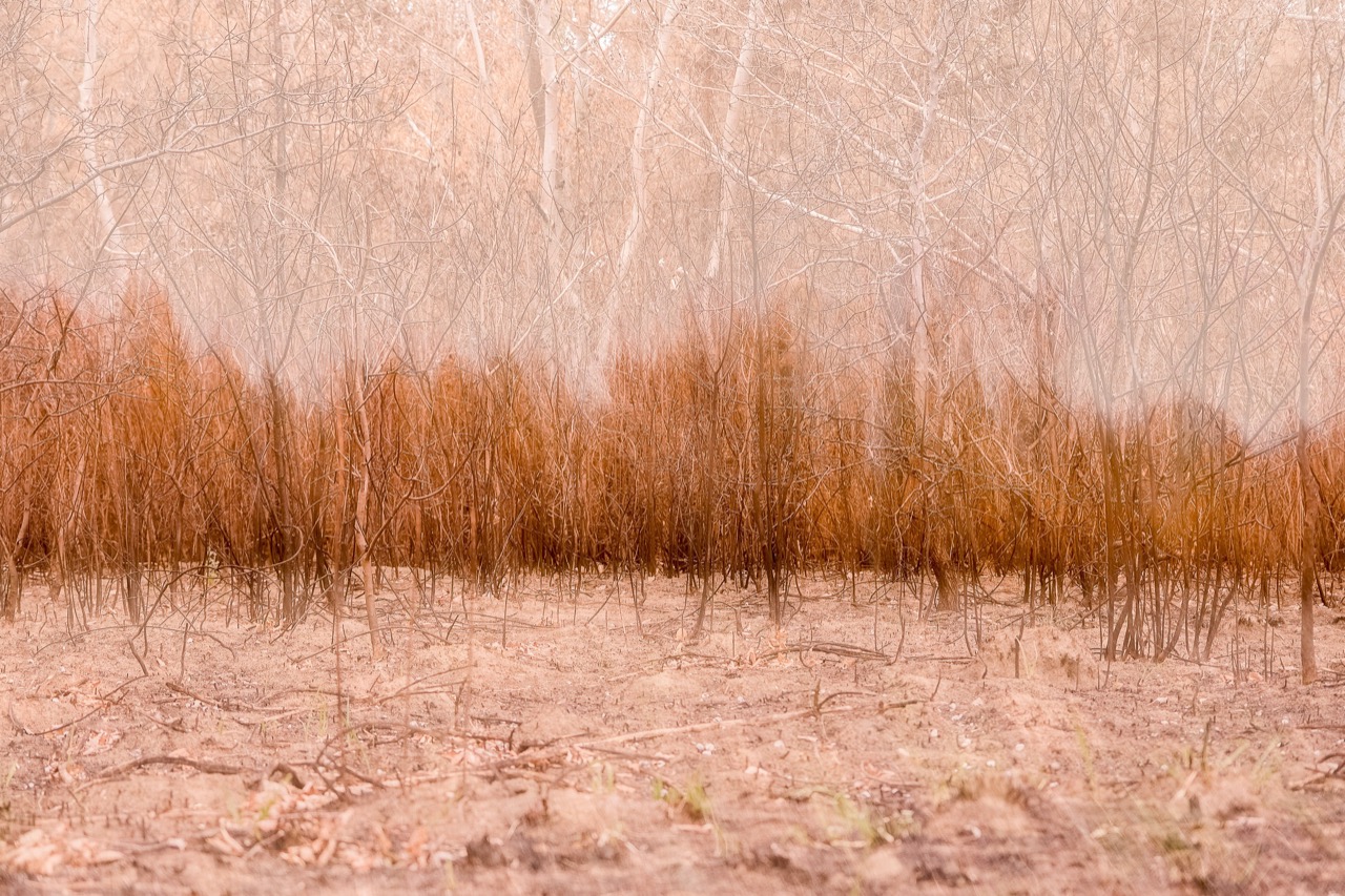Rotraud Priesner-Berger | Lobau