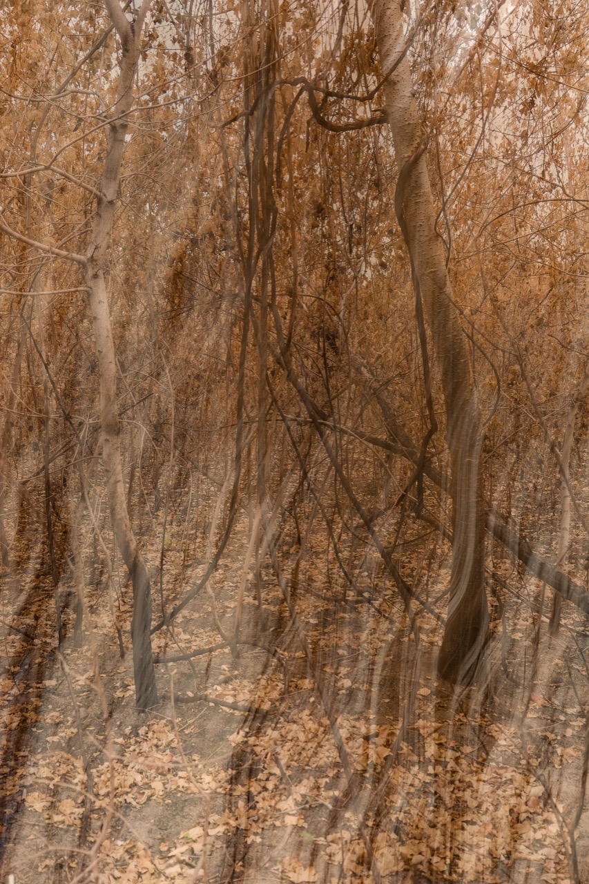Rotraud Priesner-Berger | Lobau