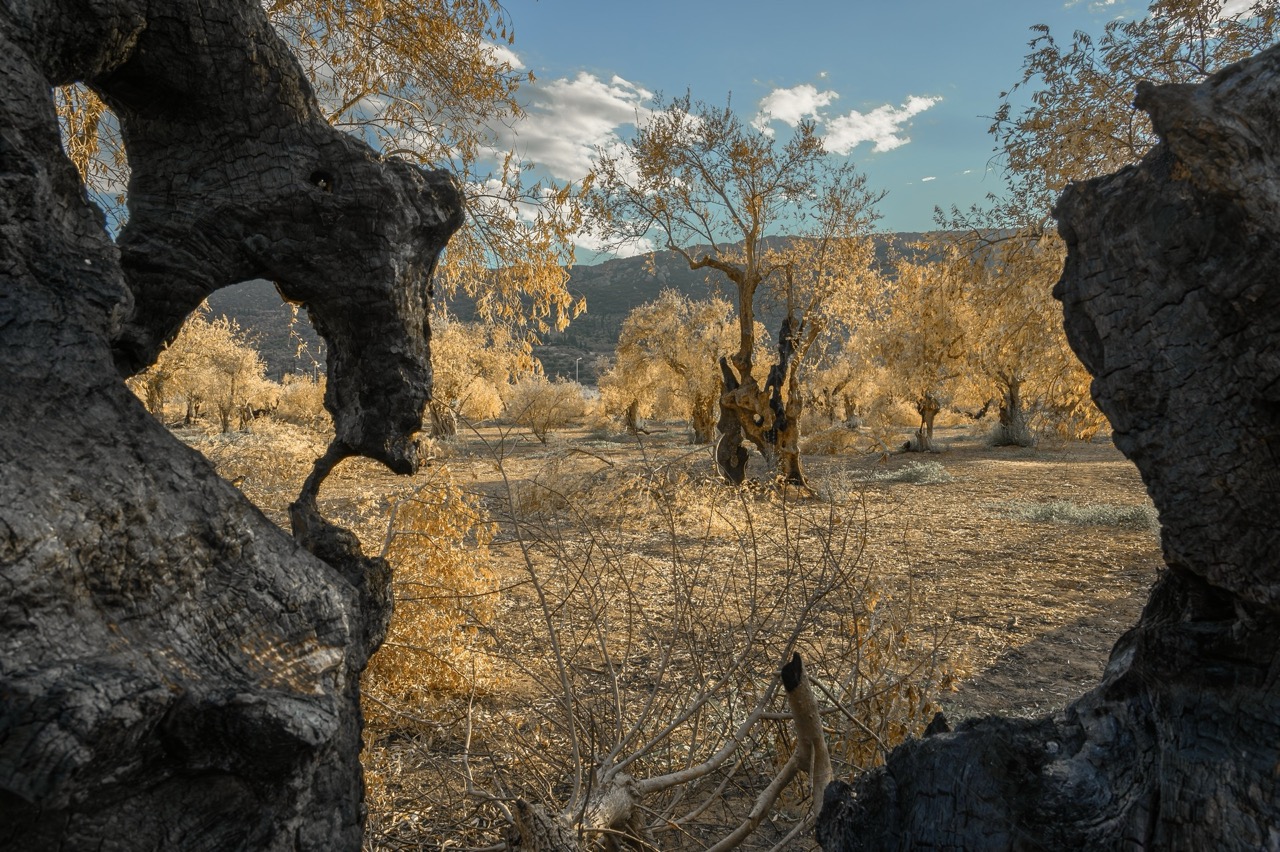 Thanos Tsakalos | Altered Landscapes/The Mourning of the Trees