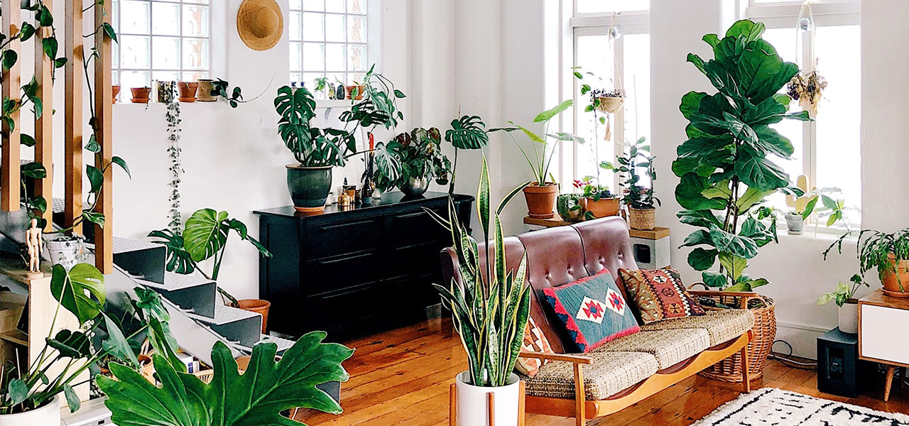 Living room cover full of houseplants.