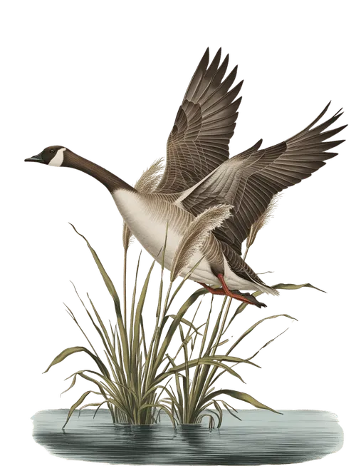 A Canadian Goose flying above a patch of water and reeds.