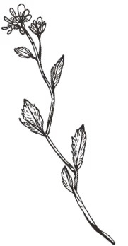 A little hand-drawn stalk with leaves and a flower at the end.