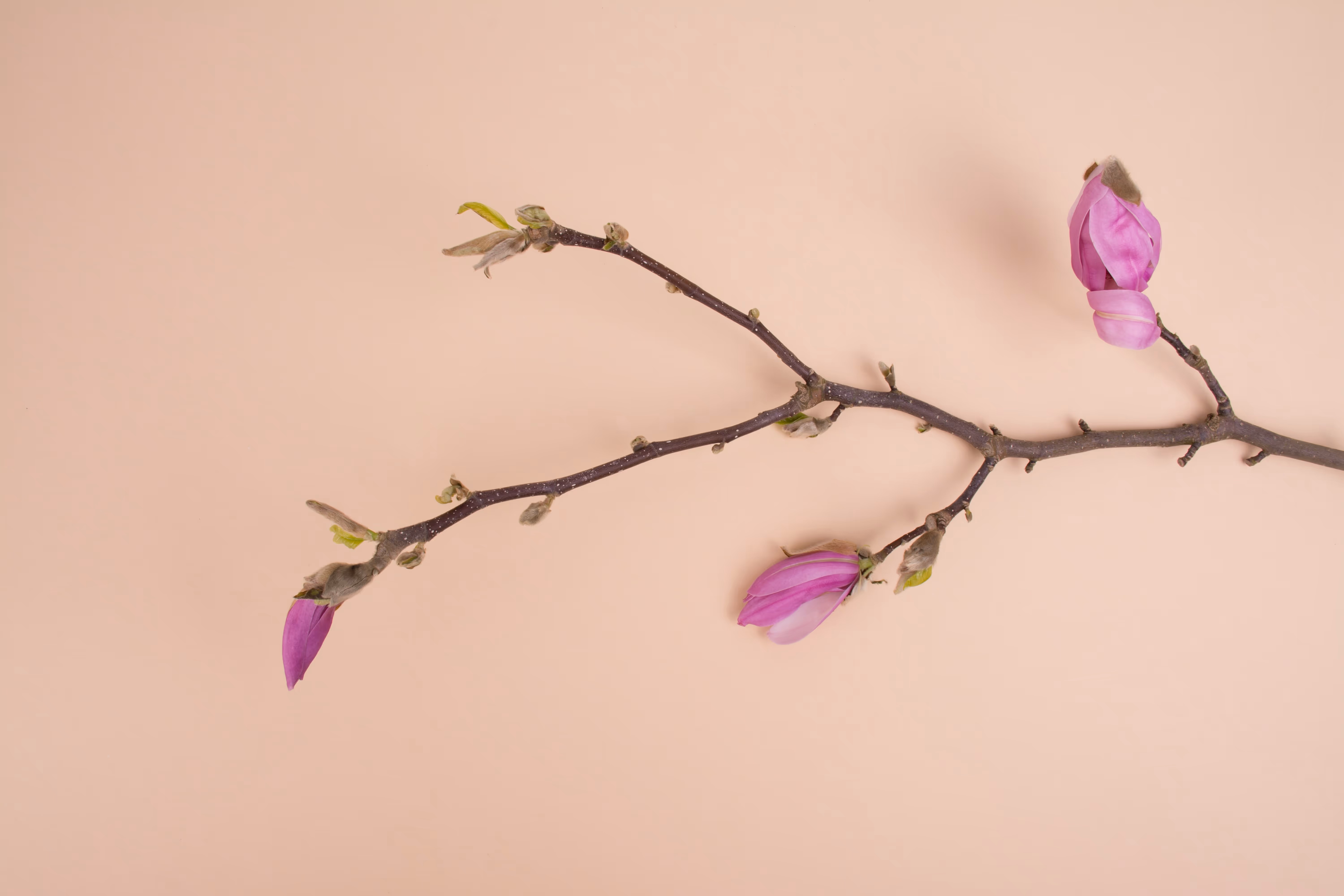 Work process flower