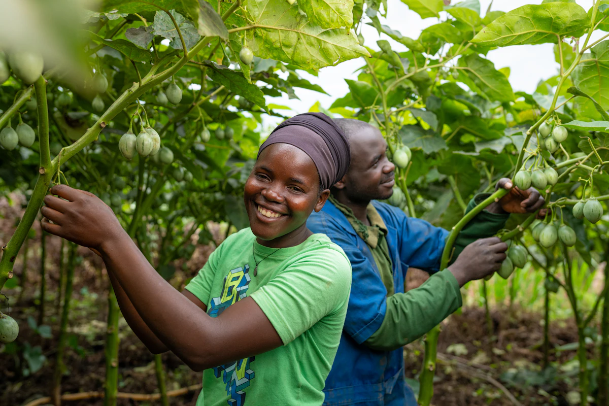 A woman in a green shirt smiles while harvesting crops alongside a fellow farmer in Rwanda.