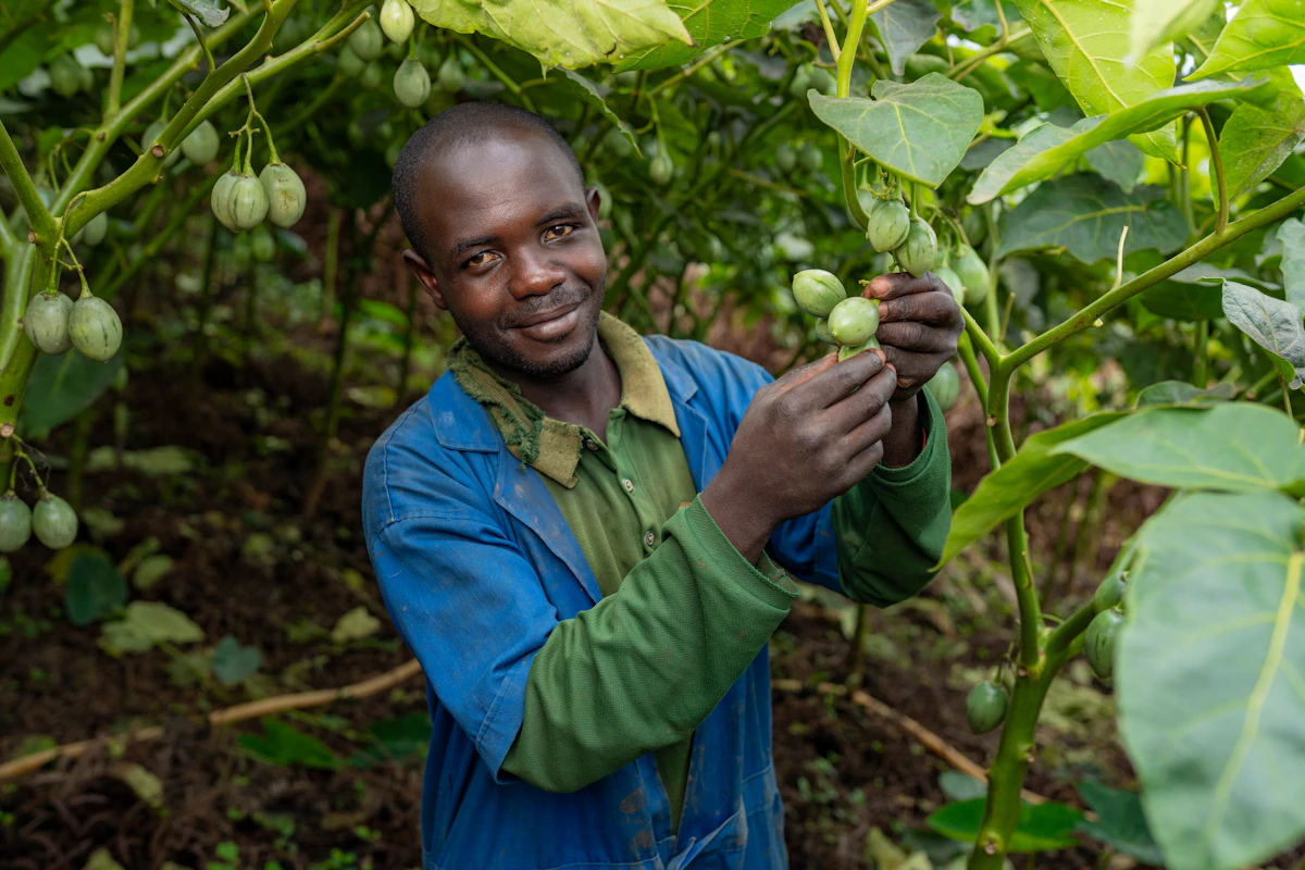Bosco, a smallholder farmer in western Rwanda, tends to his tomato tree crop after purchasing a KickStart irrigation pump through The Adventure Project.