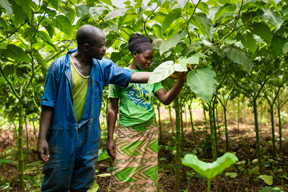 Bosco and Adelphine, smallholder farmers in Ruhango District, Rwanda, inspect their tomato tree crop made possible by a KickStart irrigation pump supported by The Adventure Project.