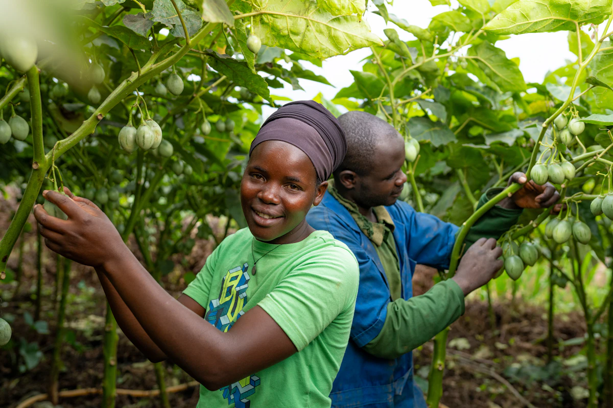 Adelphine and Bosco tend to their tomato tree crop in western Rwanda, harvesting egg-shaped fruit from trees that grow up to eight feet tall.