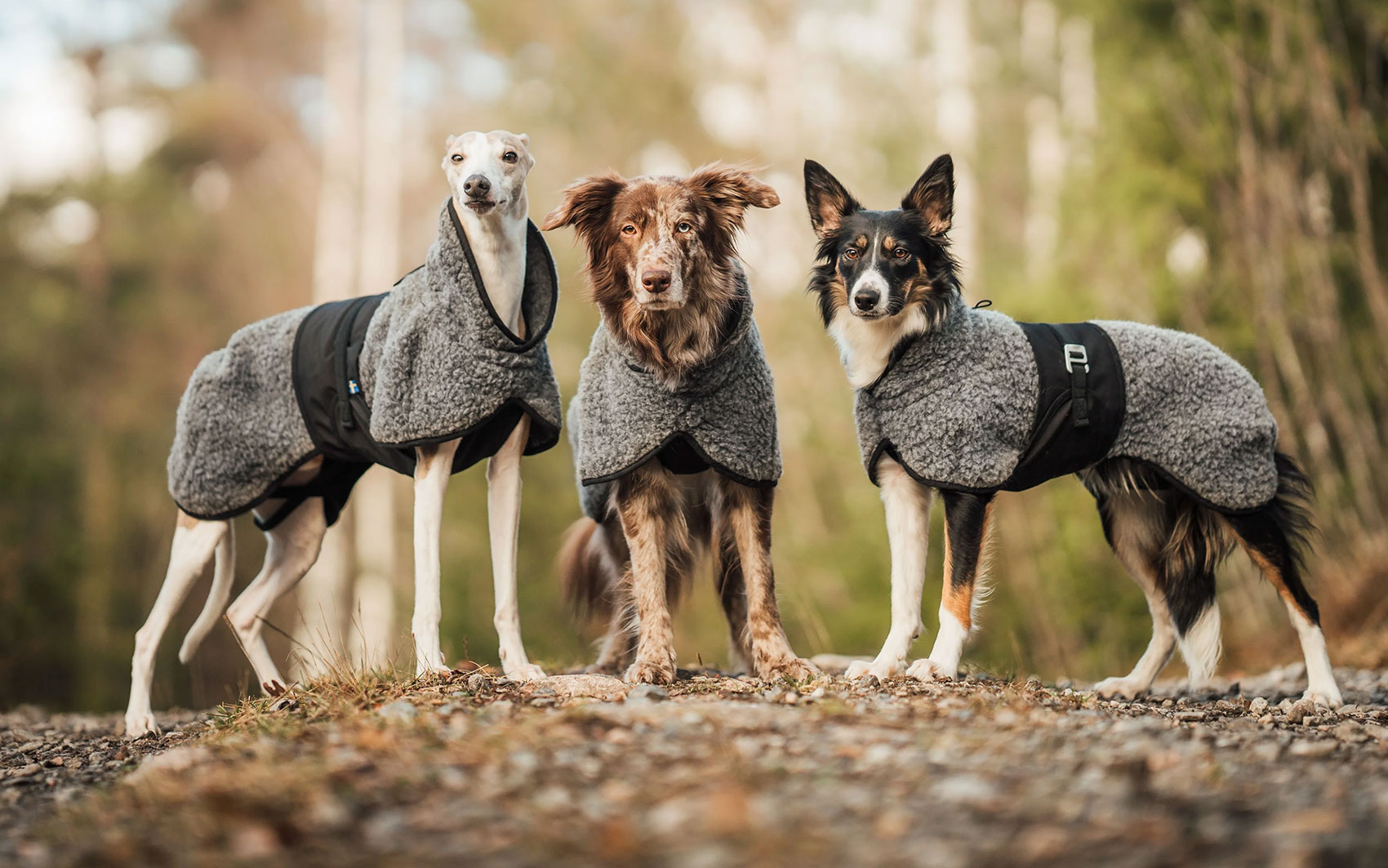 Active Dog Essentials