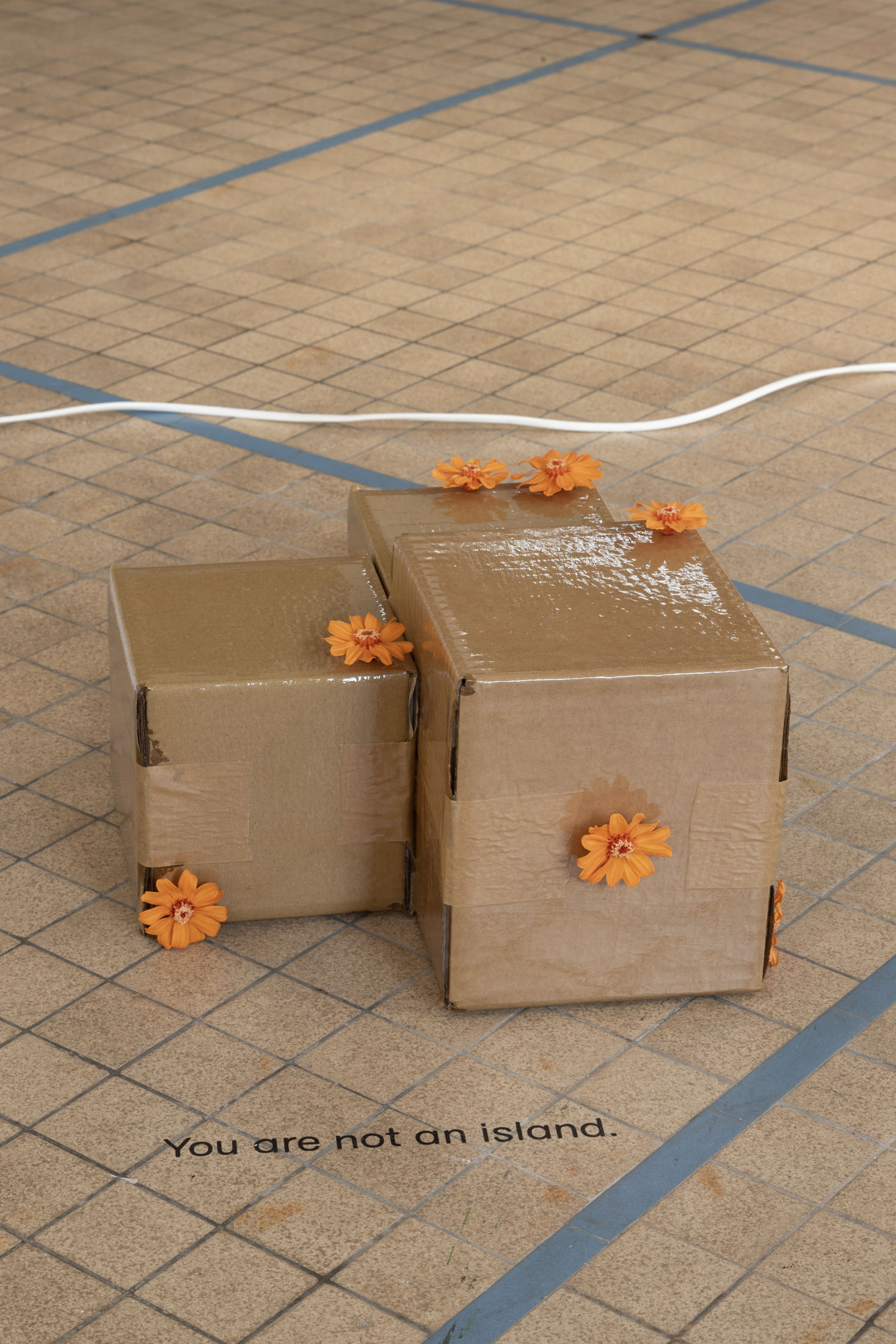 Gina Folly, You are not an island, 2025, box, varnished cardboard, seven preserved orange zinnias, floor sticker, 30 × 27 × 16 cm, Courtesy of the artist & Fanta MLN