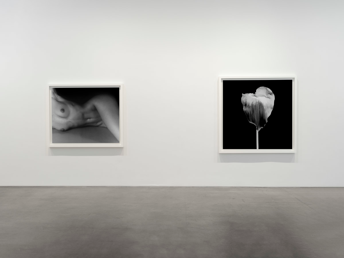 Installation view, Robert Mapplethorpe, Gladstone, New York, 2026. Courtesy of the artist and Gladstone Gallery.