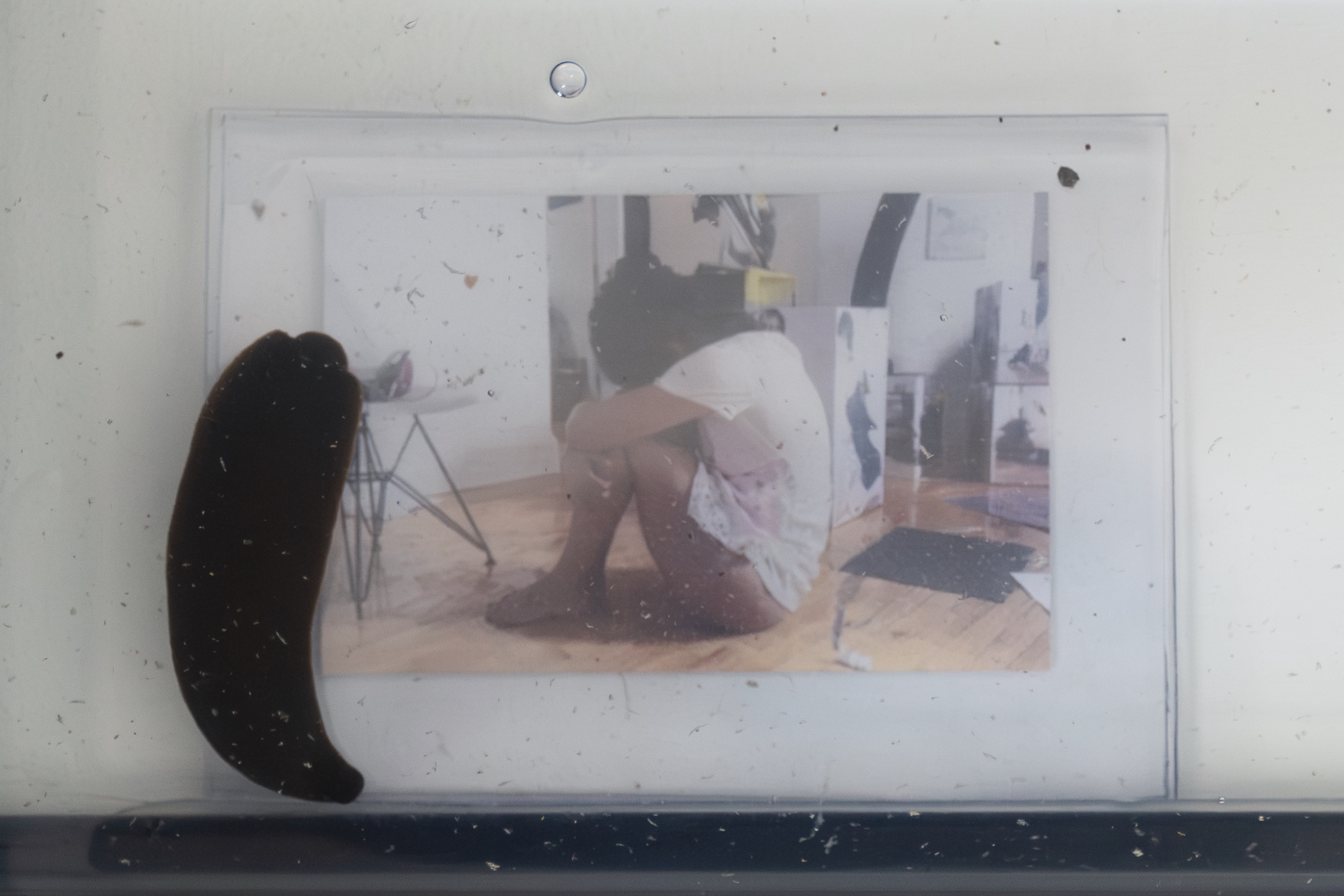 Karla Zurita, Leeches, ribbon leeches, dechlorinated water, tank and bubbler, latex, rubber, photograph, Dimensions variable. Courtesy of the artist and Triest, New York.