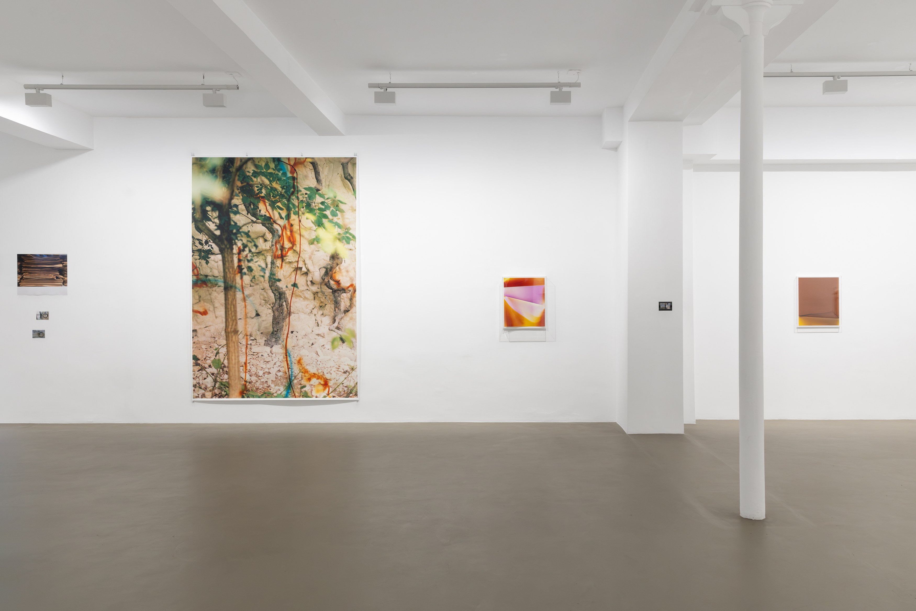 Wolfgang Tillmans, Glade / Clairière, exhibition view, Galerie Chantal Crousel, Paris (2026). Photo: Jiayun Deng—Galerie Chantal Crousel.