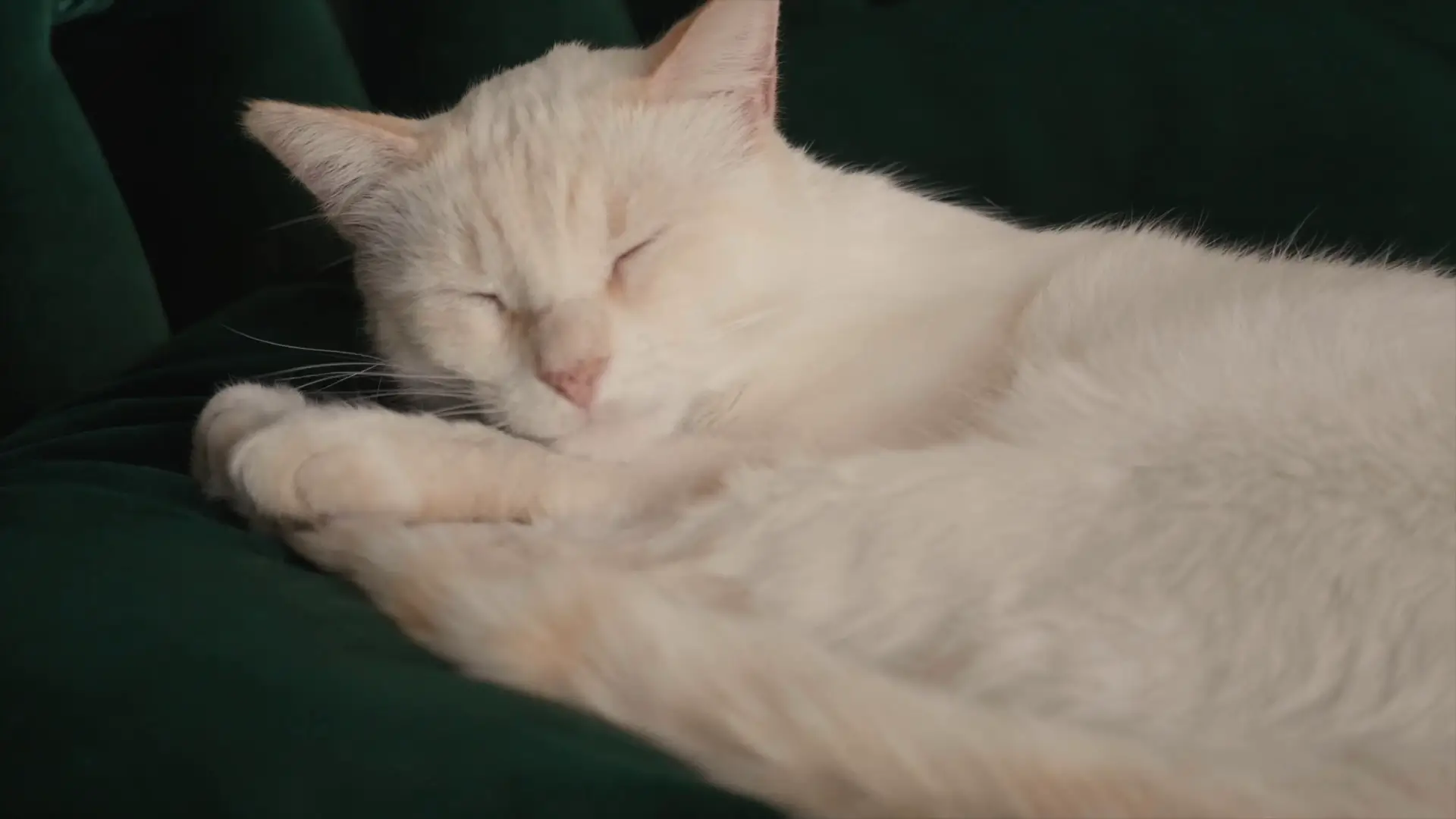 A fluffy white cat is peacefully sleeping on a dark green surface, its eyes closed and paws tucked under its chin. The cat seems to be a member of the staff at Barn 1888, although it is not clear where he came from.