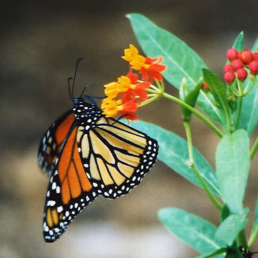 Make Way for the Monarch Migration