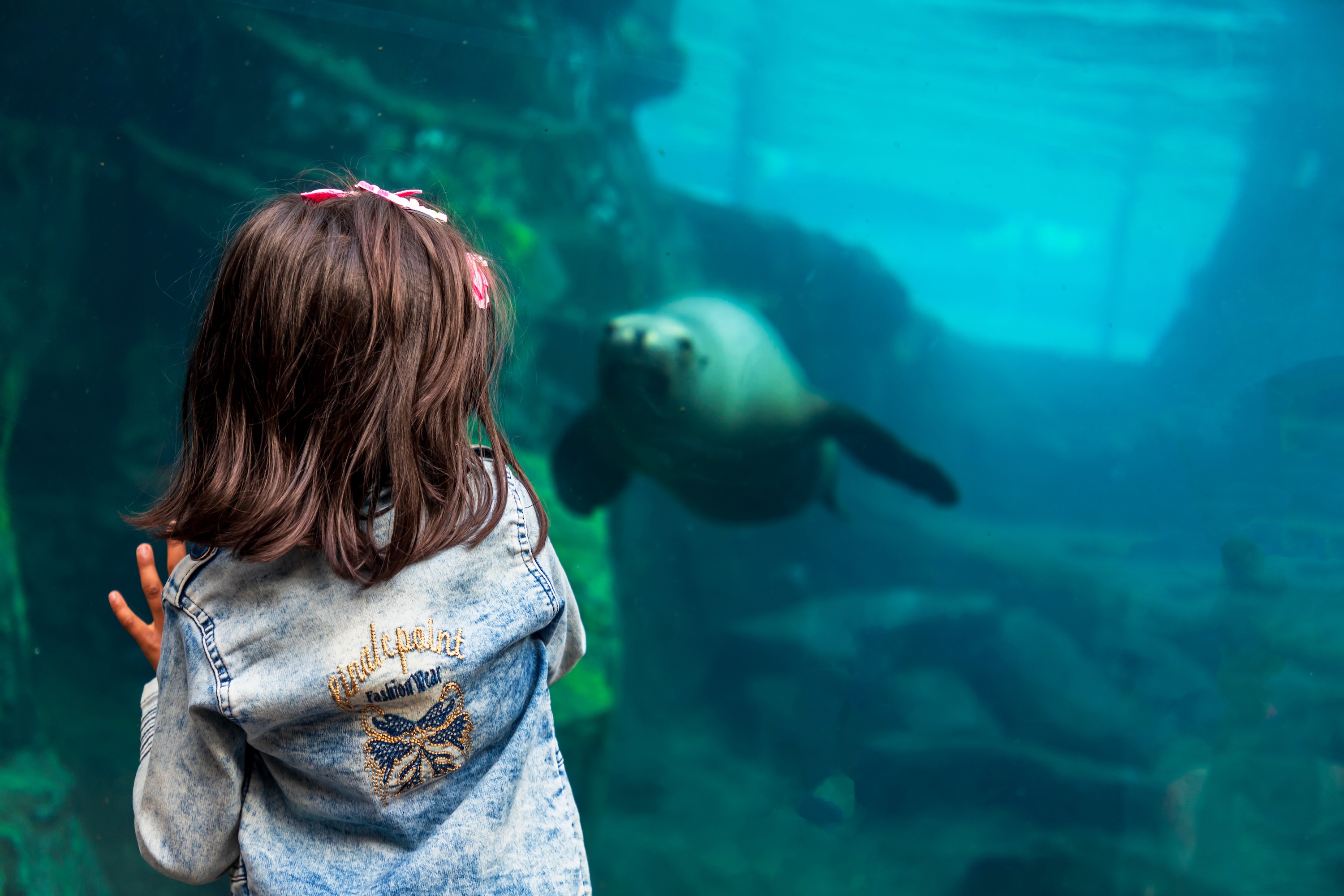 A young girl looking through an aquarium viewing glass at a swimming sea lion