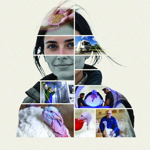 Aviagen Turkeys