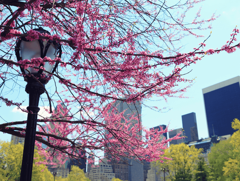 Flowers blooming in Central Park