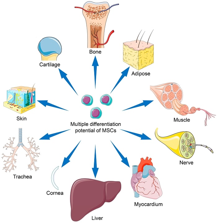 Mesenchymal stem cells differentiation