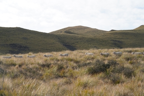 what-will-the-skinny-twin-ewes-eat