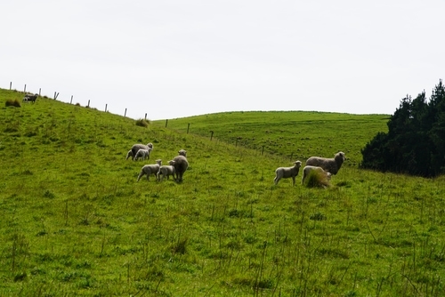 the-genetics-of-more-lambs