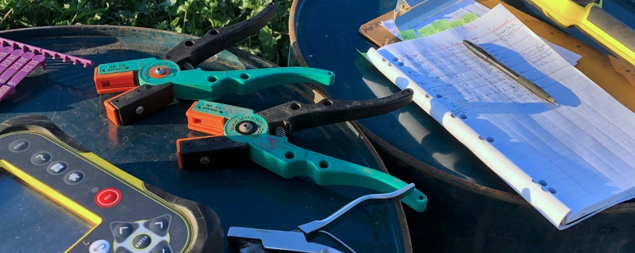 Equipment for managing sheep with electronic identification (EID)