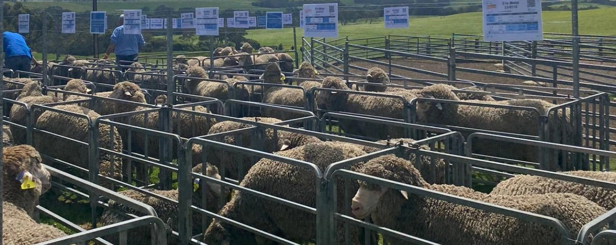 Ram sale Australia