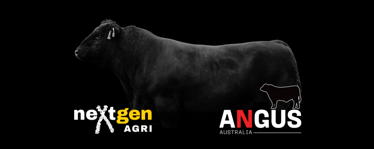 Angus bull on a black background with neXtgen Agri and Angus Australia logos