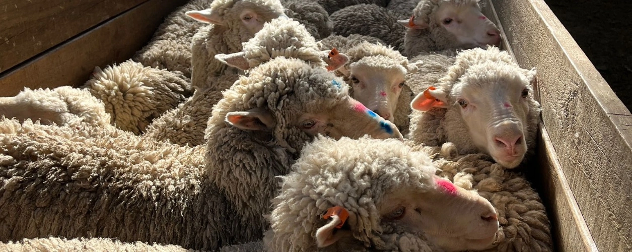 Merino sheep in sheepyards