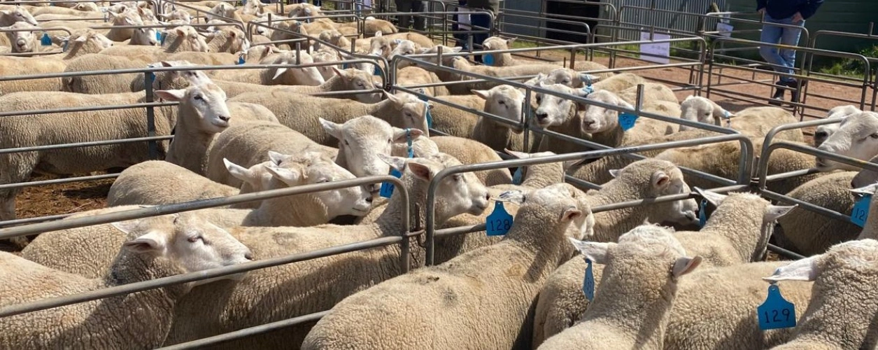 Ram sale Australia