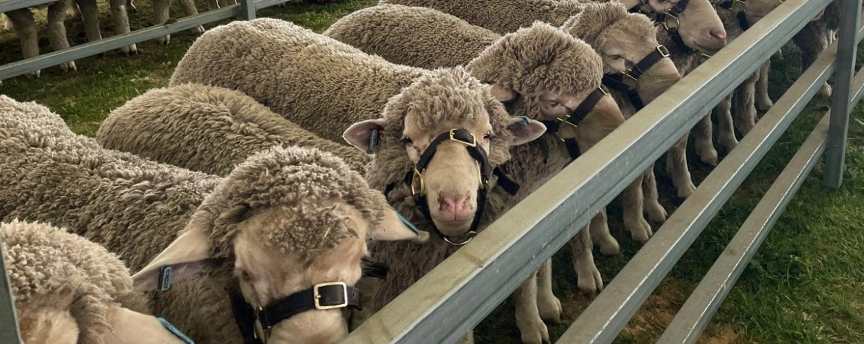 Ram sale Australia