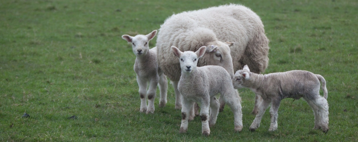 Ewe looking after her triplet lambs in a paddock