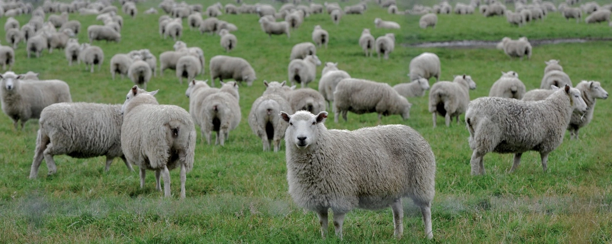Crossbred ewes in a paddock