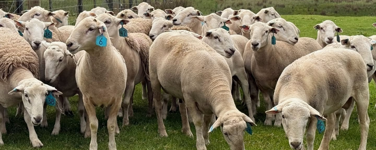 Ram sale Australia