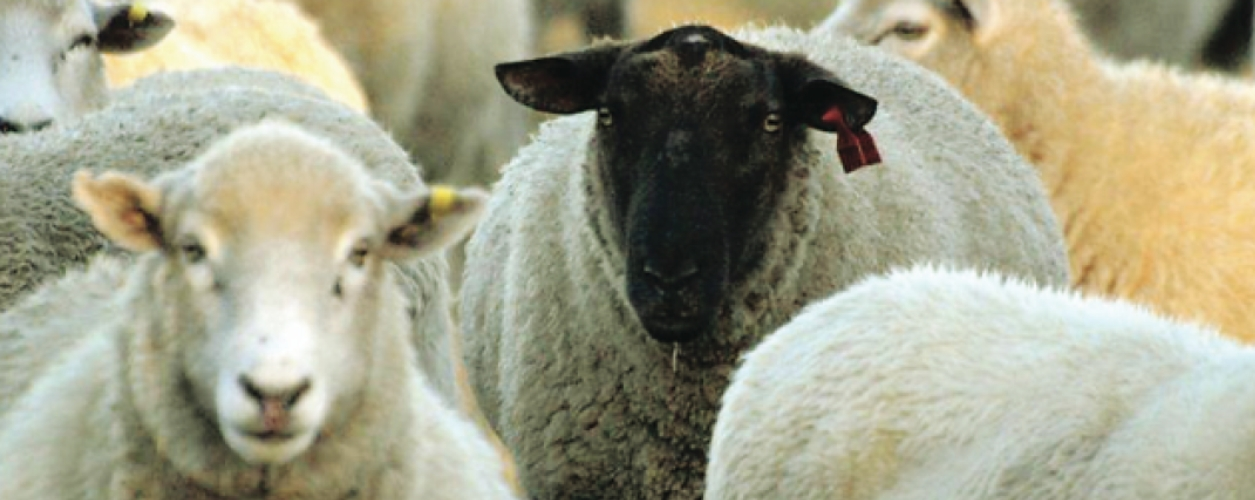 Terminal ram with crossbred ewes