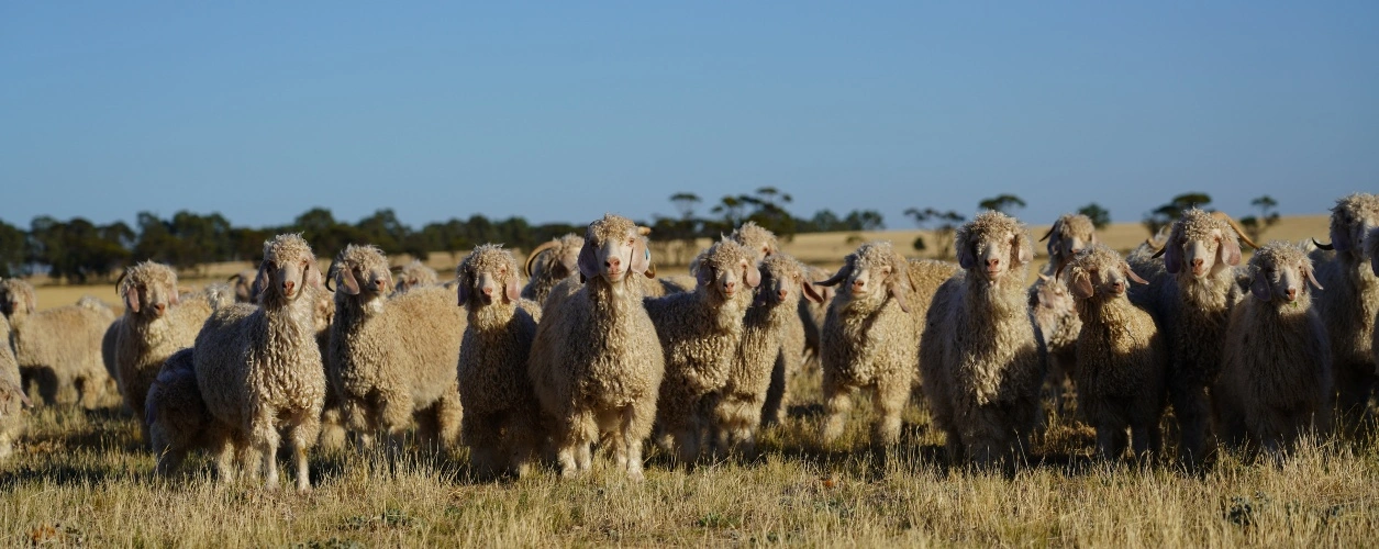 Angora goats in a paddock, Australia