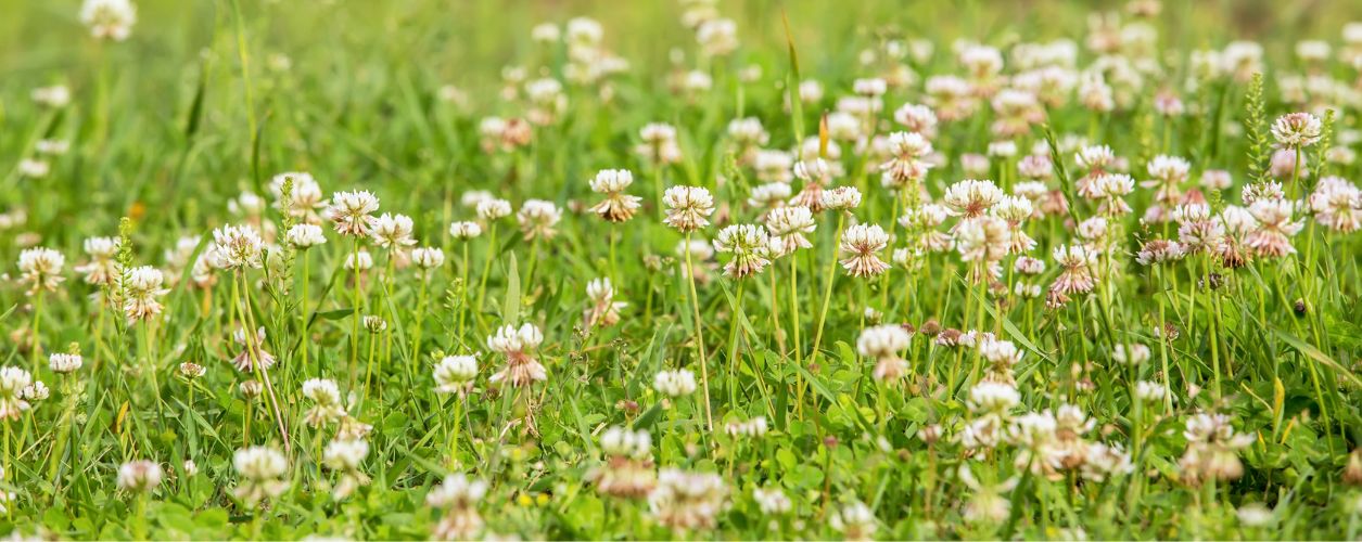 White clover