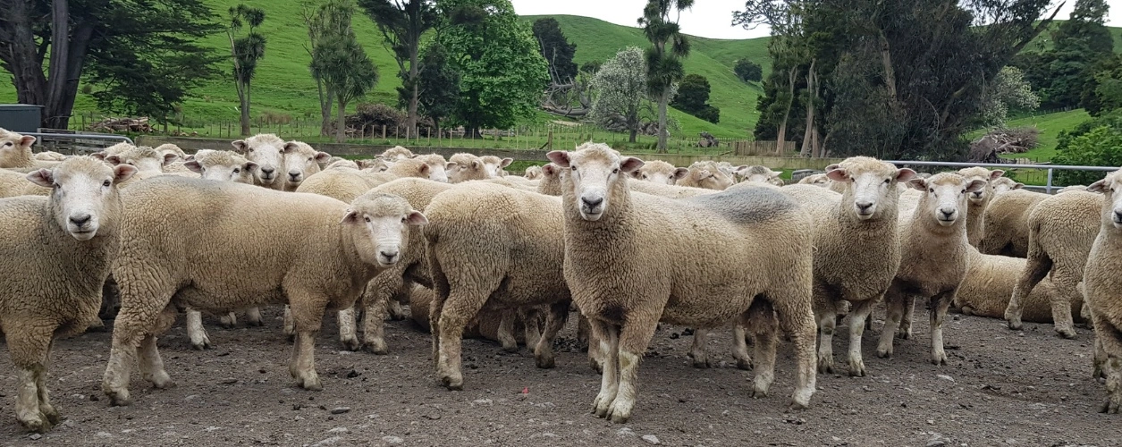 Romney rams in sheepyards
