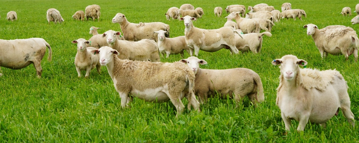 Shedding sheep in a paddock