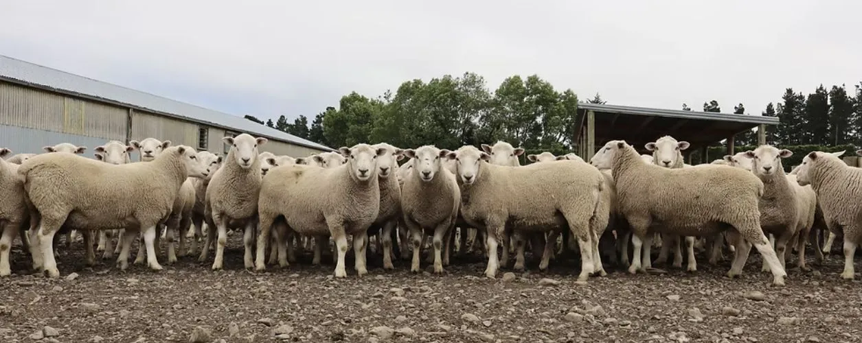 Headwaters rams in sheep yards NZ