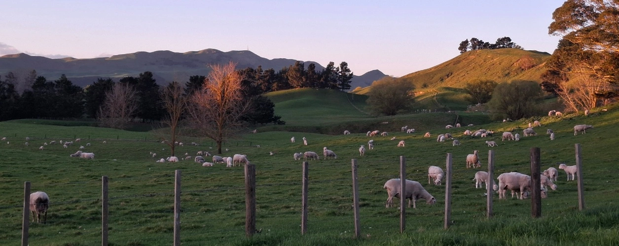 Sheep grazing Karaka Downs NZ